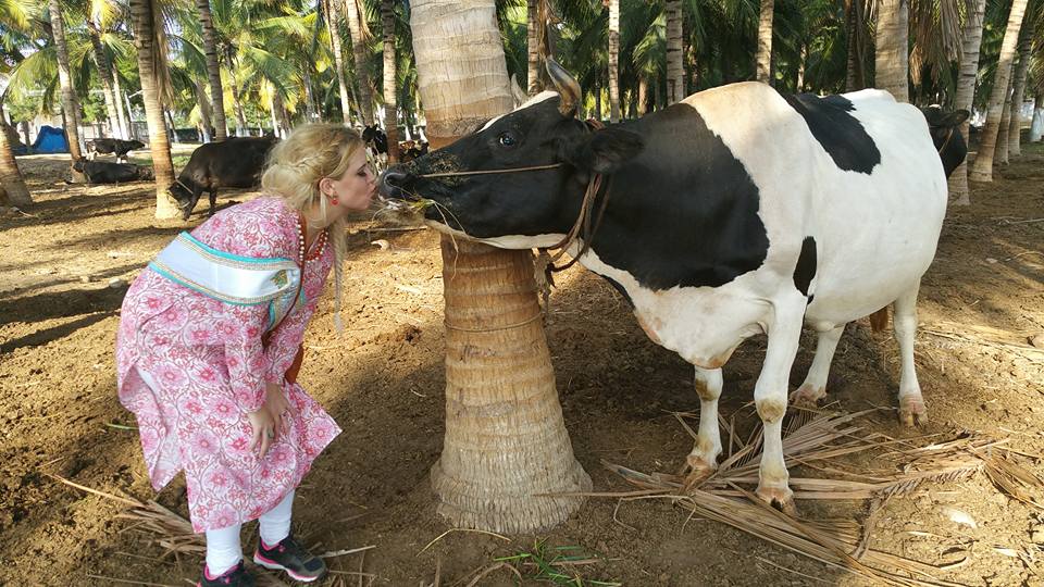 Kissing cow
